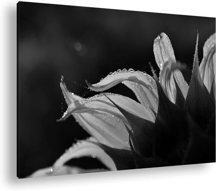 deyoli regnerische Sonnenblume Format: 80x60 als Leinwand, Effekt: Schwarz&Weiss, Motiv fertig gerah