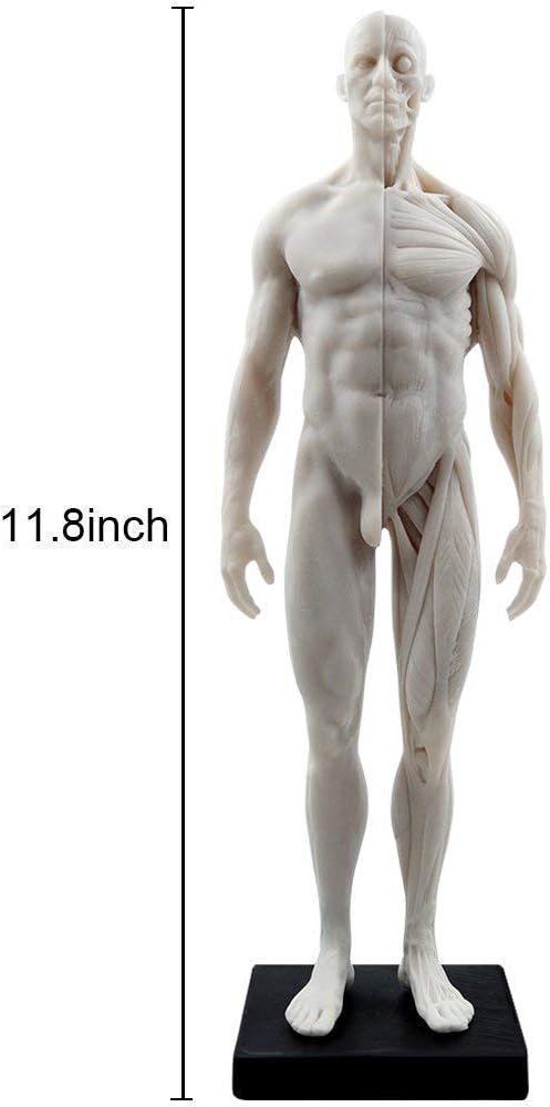 Aprodite Anatomie-Figur für Künstler, 30 cm, Weiss