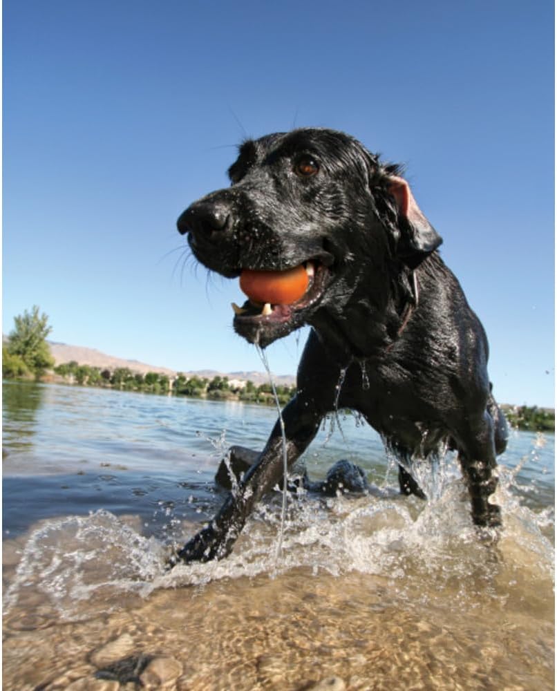 PetSafe Kurgo Apportierspielzeug für Hunde - Fördert das Spielen im Wasser und Bewegung - Langlebige