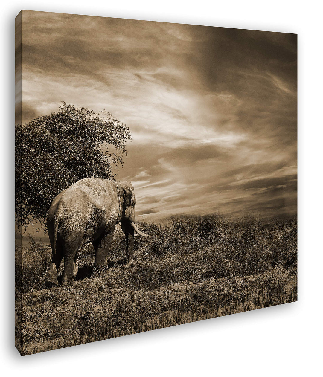 einsamer Elefant in der Steppe Format: 60x60 Effekt: Sepia als Leinwandbild, Motiv fertig gerahmt au