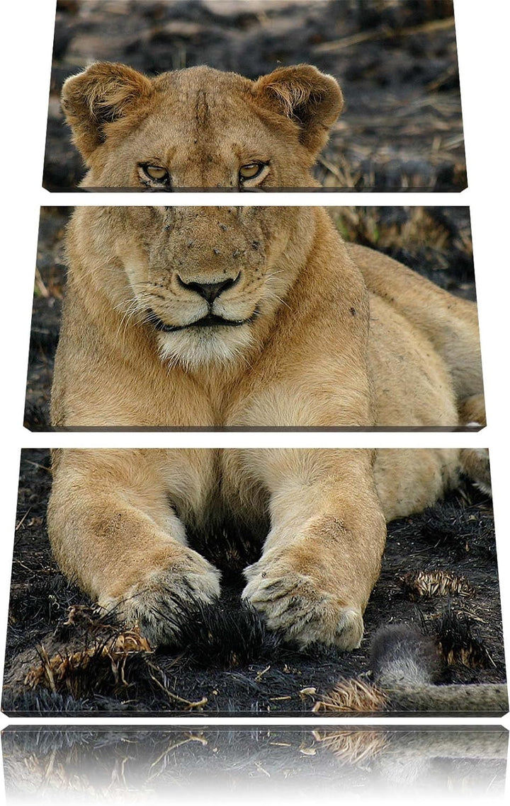 Pixxprint Löwin ruht auf Boden 3-Teiler Leinwandbild 120x80 Bild auf Leinwand