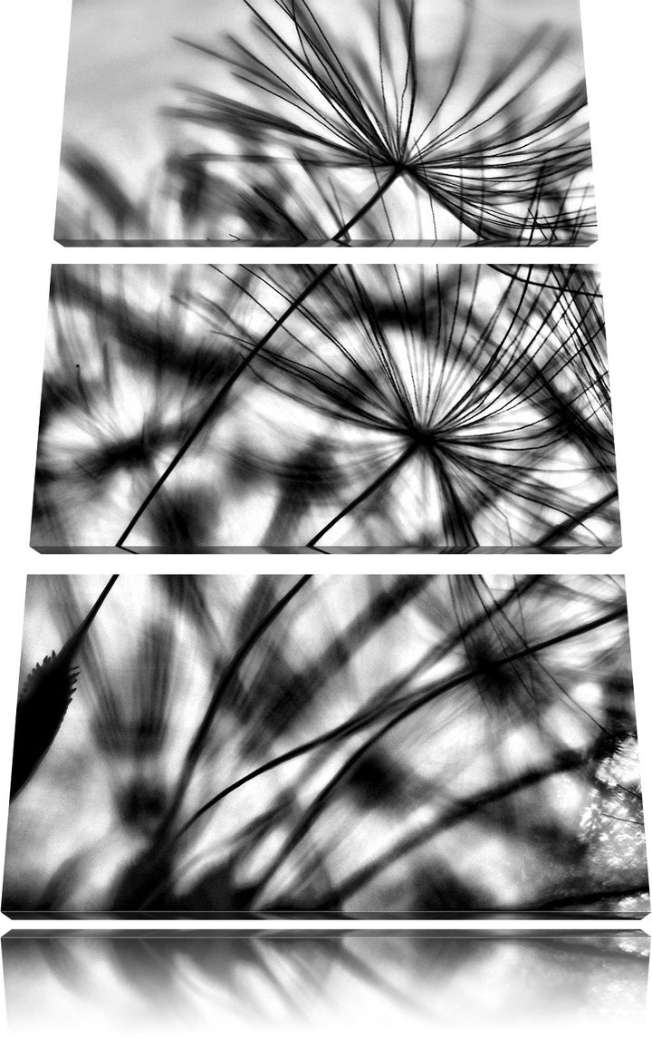 Pixxprint Monocrome, Pusteblumen mit Tautropfen 3-Teiler Leinwandbild 120x80 Bild auf Leinwand