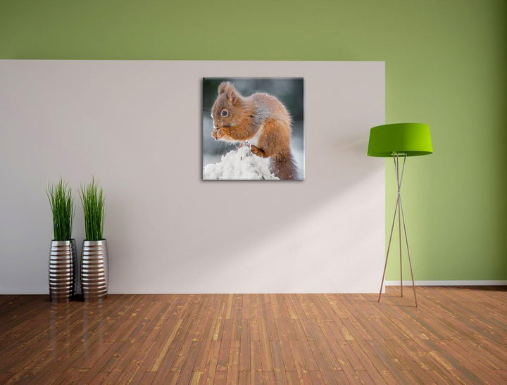 Pixxprint Kleines Eichhörnchen im Winter, Format: 70x70 auf Leinwand, 70x70