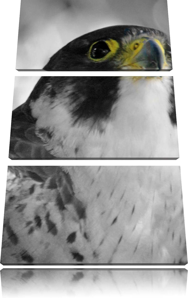 Pixxprint schöner anmutiger Adler / 3-Teilig/Gesamtmass 120cm Leinwandbild bespannt auf Holzrahmen/W