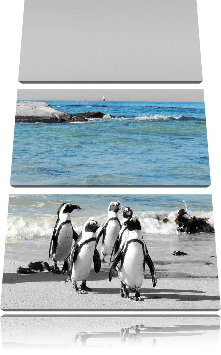 lustige Pinguine am Strand schwarz/weiss 3-Teiler Leinwandbild 120x80 Bild auf Leinwand