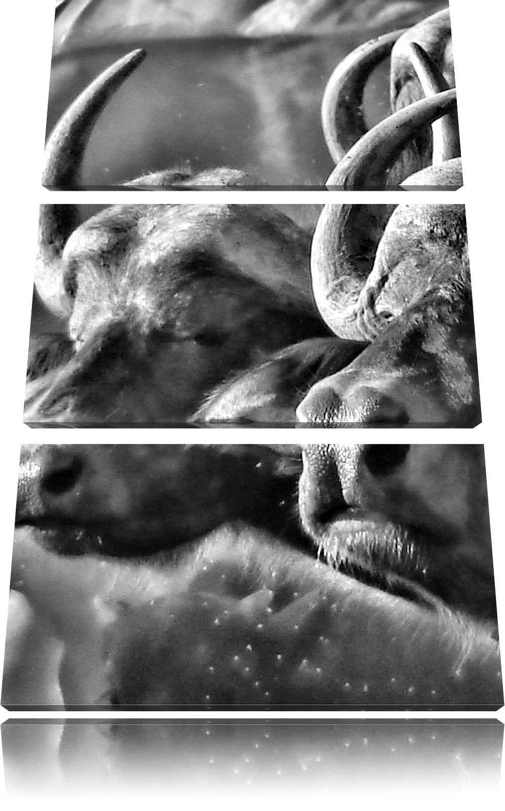 Pixxprint Monocrome, Zwei gemütliche Wasserbüffel 3-Teiler Leinwandbild 120x80 Bild auf Leinwand