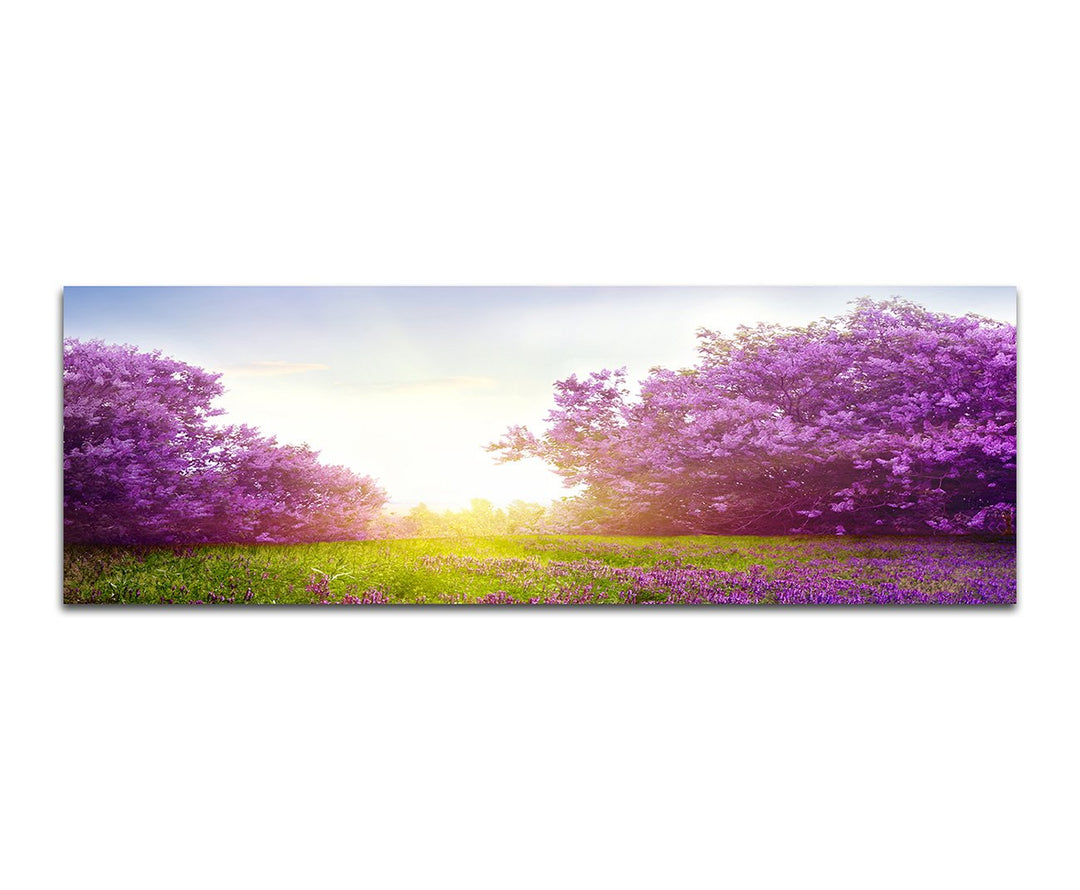 Paul Sinus Art Panoramabild auf Leinwand und Keilrahmen 150x50cm Wiese Sträucher Blumen Frühling Son