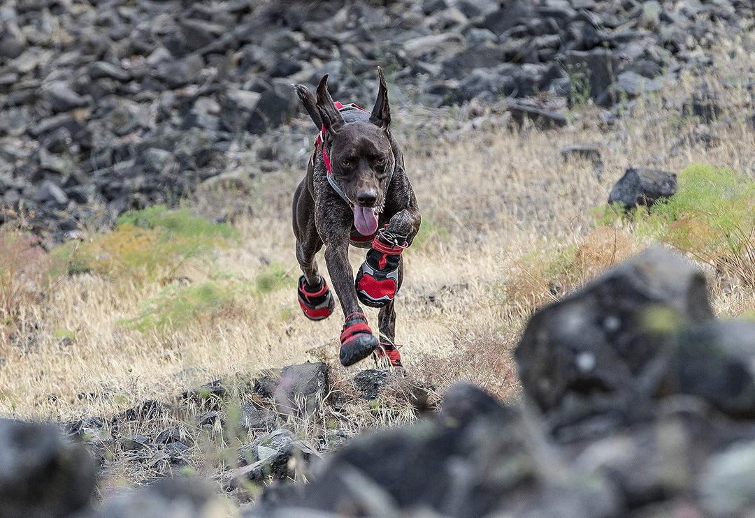 Kurgo Hundeschuhe Blaze Cross, Zum Schutz der Pfoten, Für jede Jahreszeit, Wasserdicht und reflektie