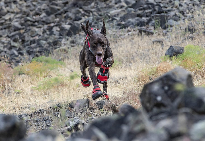 Kurgo Hundeschuhe Blaze Cross, Zum Schutz der Pfoten, Für jede Jahreszeit, Wasserdicht und reflektie
