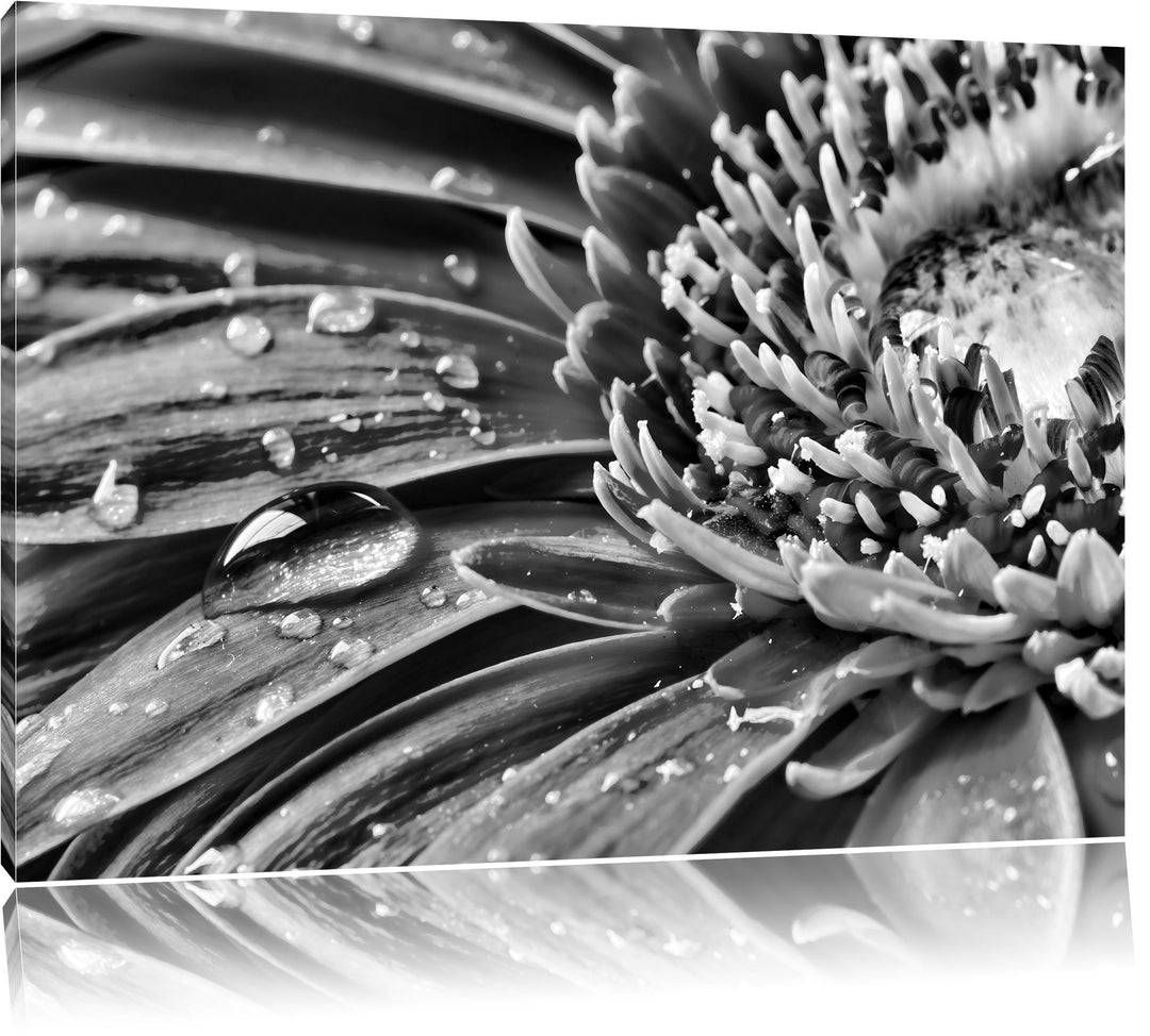 Pixxprint Gerbera mit Wassertropfen / 100x70cm Leinwandbild bespannt auf Holzrahmen/Wandbild Kunstdr
