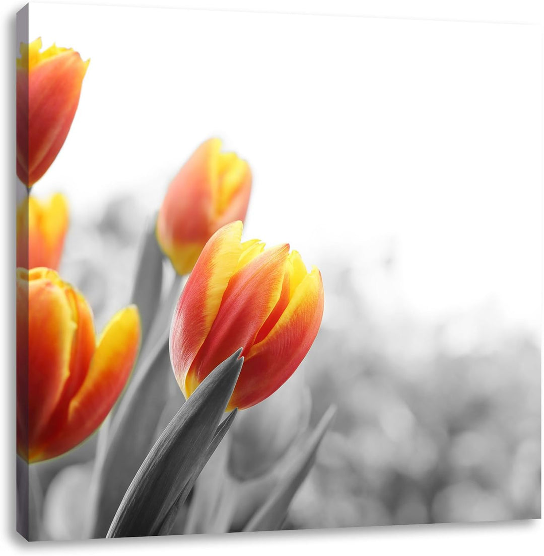 Pixxprint Bunte Tulpenwiese als Leinwandbild Quadratisch/Grösse: 70x70 / Wandbild/Kunstdruck/fertig