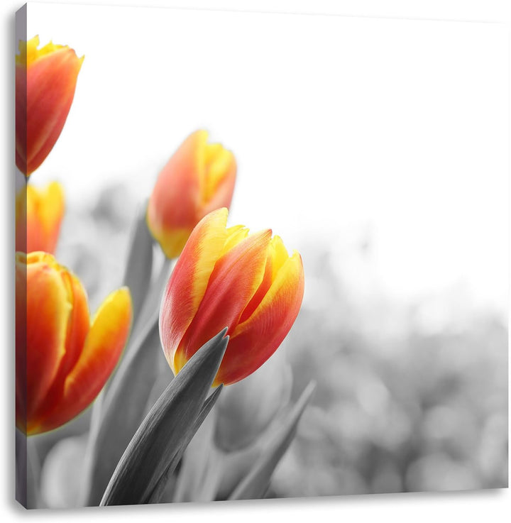 Pixxprint Bunte Tulpenwiese als Leinwandbild Quadratisch/Grösse: 70x70 / Wandbild/Kunstdruck/fertig