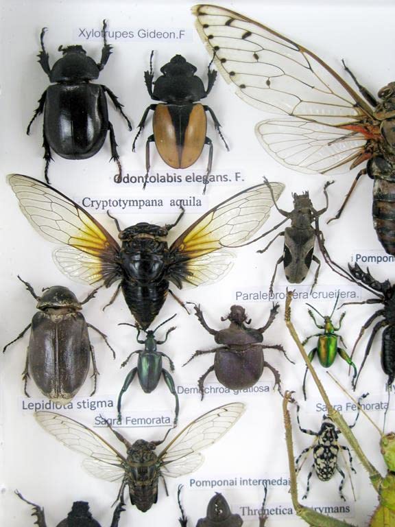 Echte exotische riesige Käfer, Insekten und Krabbler im grossen XXL 3D Schaukasten aus Holz - Insekt
