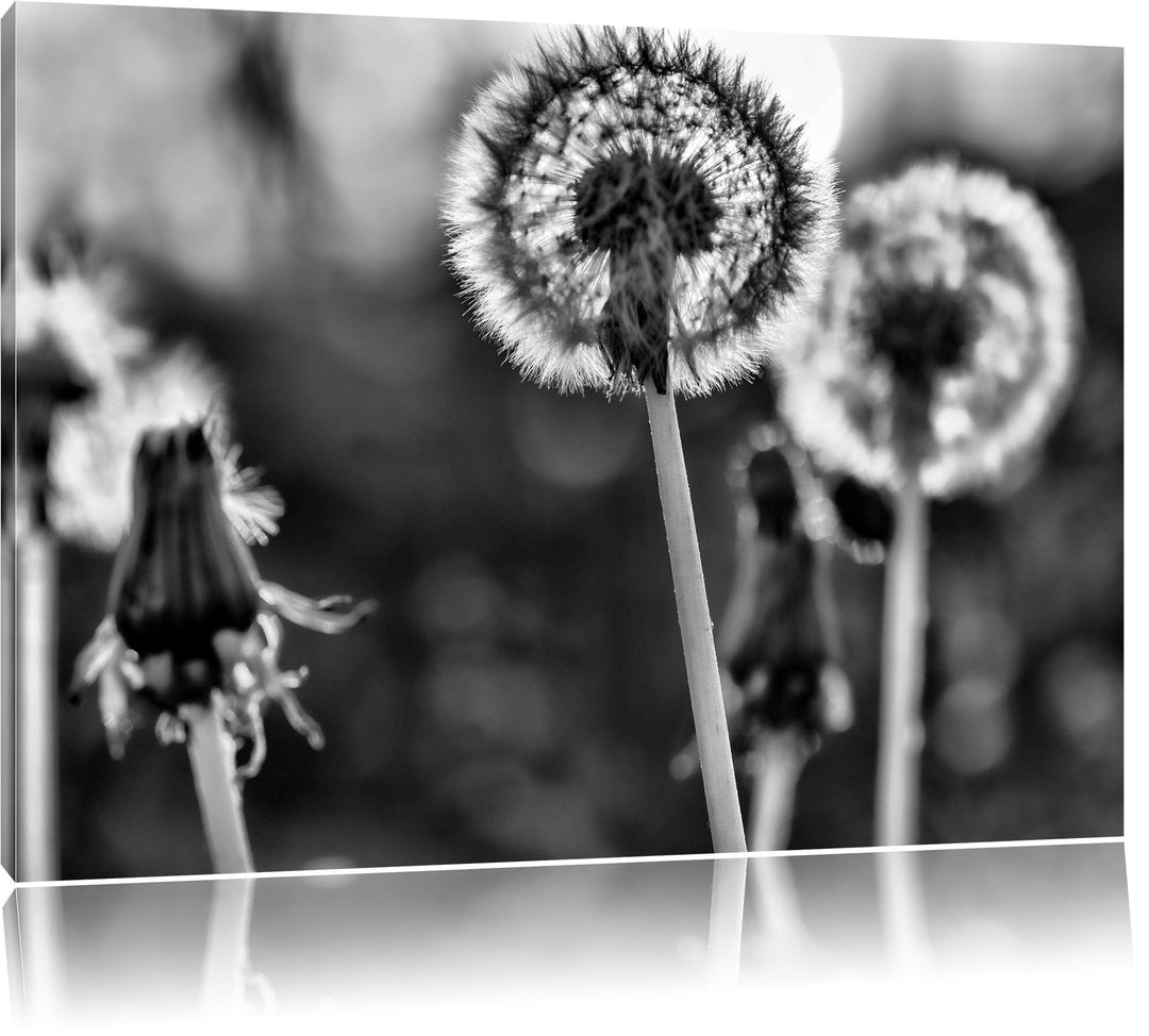 Monocrome, Pusteblume, Format: 100x70 auf Leinwand, XXL riesige Bilder fertig gerahmt mit Keilrahmen