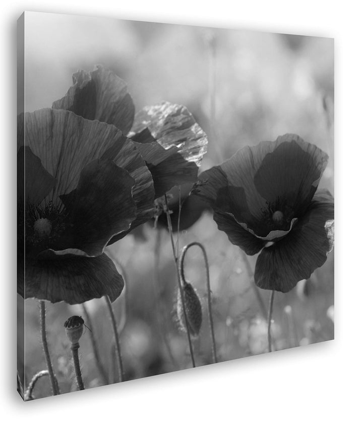 deyoli Bezaubernde Mohnblumen Format: 60x60 Effekt: Schwarz&Weiss als Leinwandbild, Motiv fertig ger