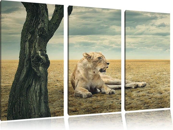 Pixxprint Löwin Ruhe Savanne 3-Teiler Leinwandbild 120x80 Bild auf Leinwand