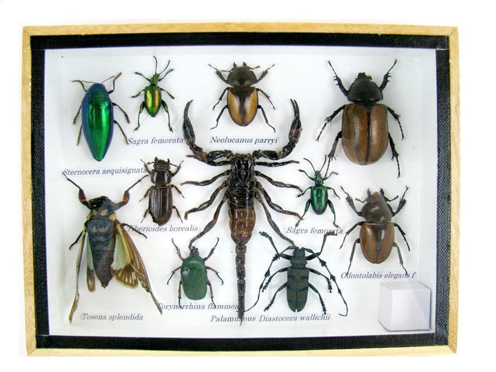 Echte exotische riesige Käfer, Insekten und Krabbler im 3D Schaukasten aus Holz - Insekten - Taxider