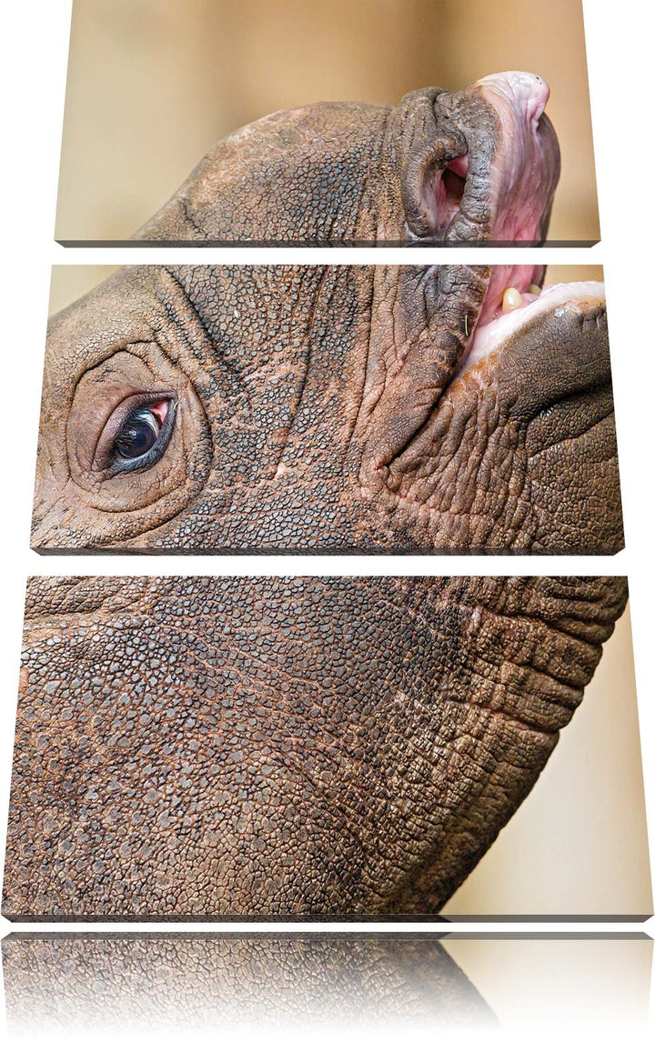 Nashorn 3-Teiler Leinwandbild 120x80 Bild auf Leinwand, XXL riesige Bilder fertig gerahmt mit Keilra