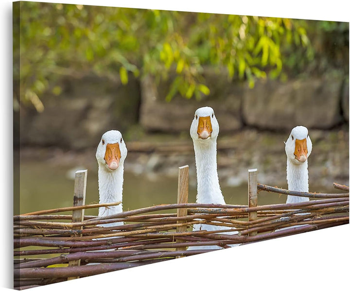 islandburner Bild auf Leinwand Drei Lustige Weisse Gänse Bild Inländischen Hinter Flechtwerk Zaun Bl