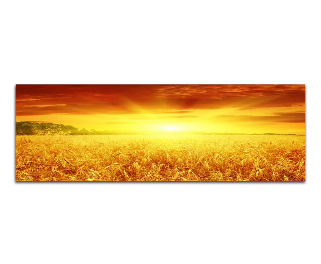 Paul Sinus Art Panoramabild auf Leinwand und Keilrahmen 150x50cm Kornfeld Sonnenuntergang Spätsommer