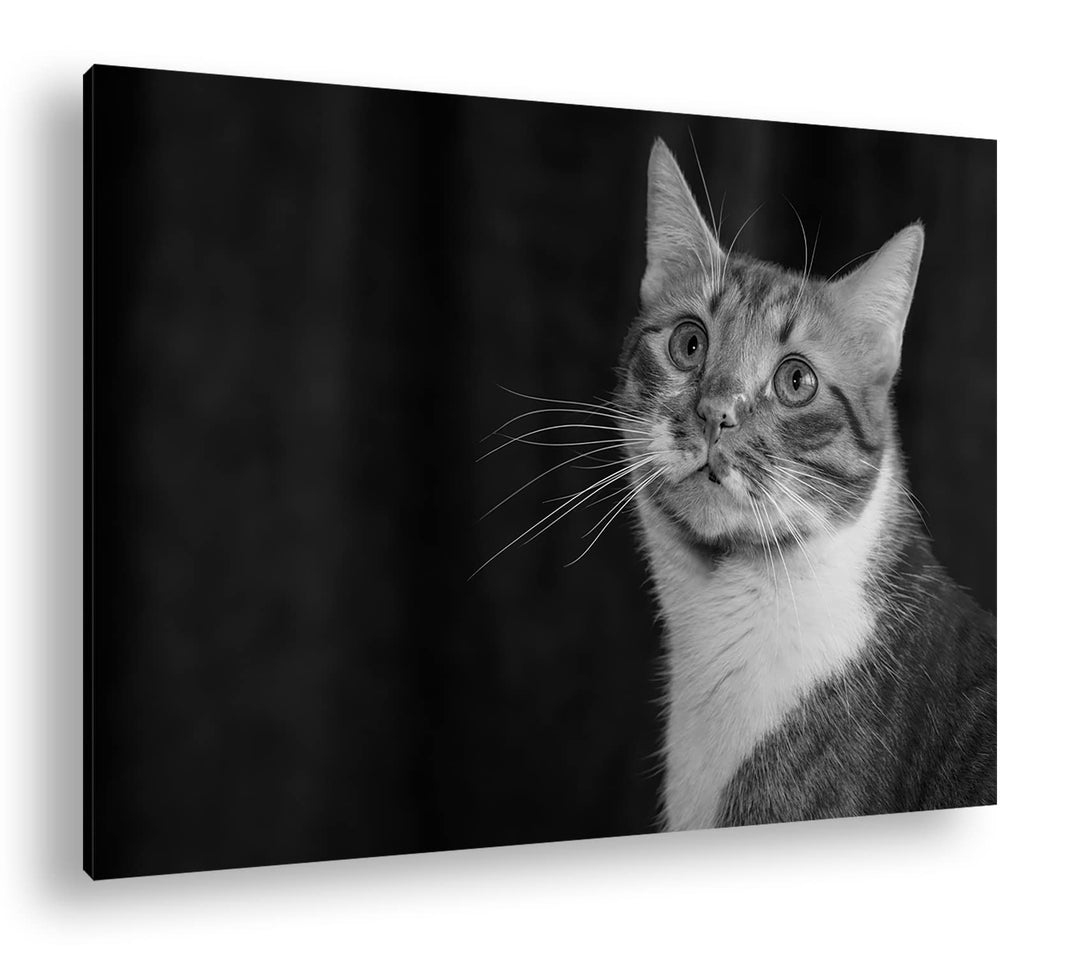 deyoli rot-weiss gefleckte Fellnase Format: 80x60 als Leinwand, Effekt: Schwarz&amp;Weiss, Motiv fertig