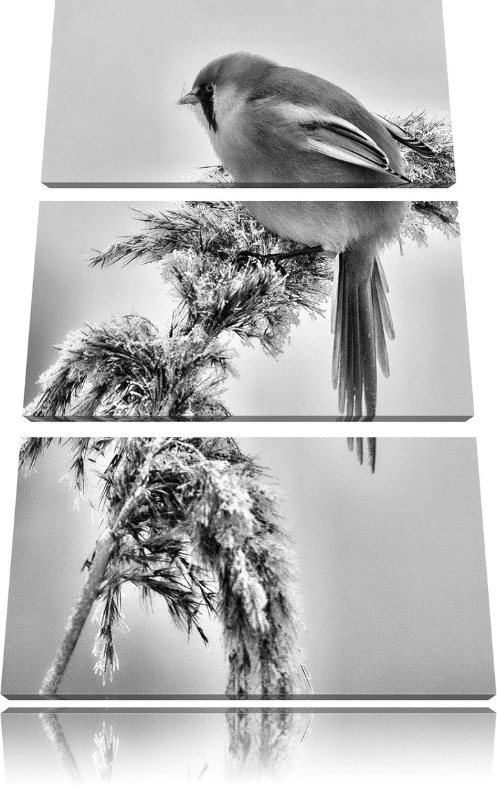 Pixxprint Vogel auf Weizen im Winter als Leinwandbild/Grösse: 3 Teilig (120x80) cm/Wandbild/Kunstdru
