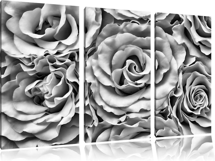 Pixxprint Blumen Rosen Blumenmeer als Leinwandbild/Grösse: 3 Teilig (120x80) cm/Wandbild/Kunstdruck/