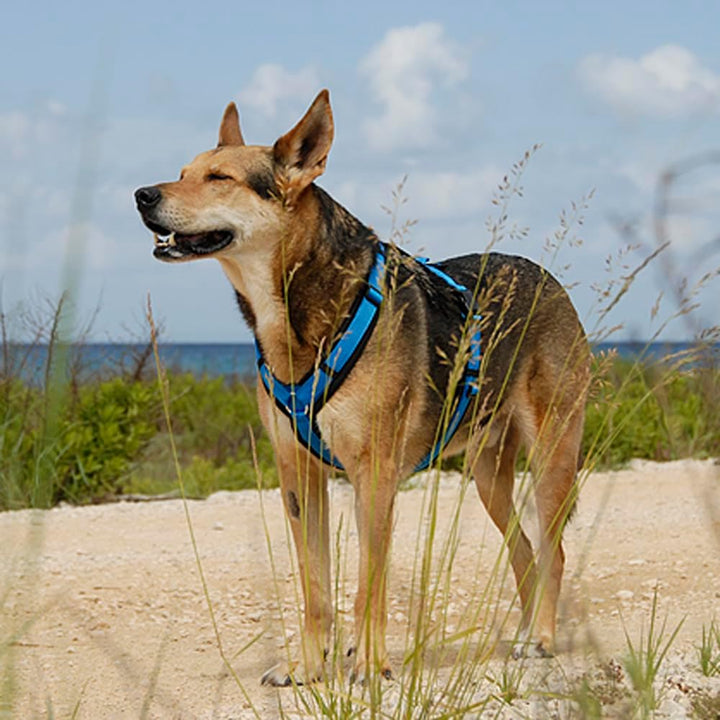 Anny-X Brustgeschirr Fun | Farbe Schwarz-Blau | Hundegeschirr in Grösse S (Brustumfang 52-64 cm) Sch