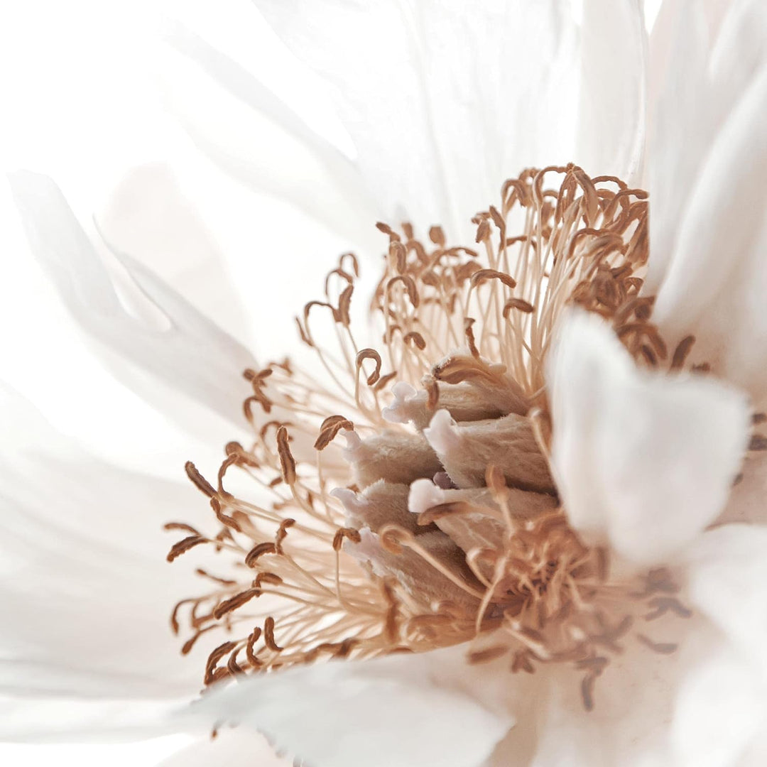 Novart Bilder Set - AUFHÄNGFERTIG - KEIN EXTRA RAHMEN BENÖTIGT - Boho Blumen Modern Beige - Wohnzimm