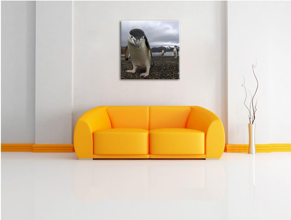 Lustige Pinguine, Format: 70x70 auf Leinwand, XXL riesige Bilder fertig gerahmt mit Keilrahmen, Kuns