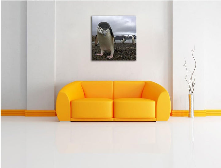 Lustige Pinguine, Format: 70x70 auf Leinwand, XXL riesige Bilder fertig gerahmt mit Keilrahmen, Kuns