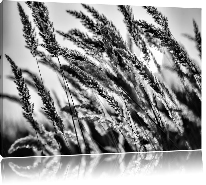 Pixxprint Schilf / 100x70cm Leinwandbild bespannt auf Holzrahmen/Wandbild Kunstdruck Dekoration, 100