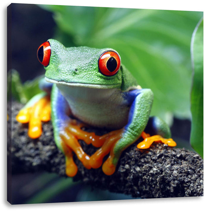 Rotaugenlaubfrosch auf Ast, Format: 70x70 auf Leinwand, XXL riesige Bilder fertig gerahmt mit Keilra