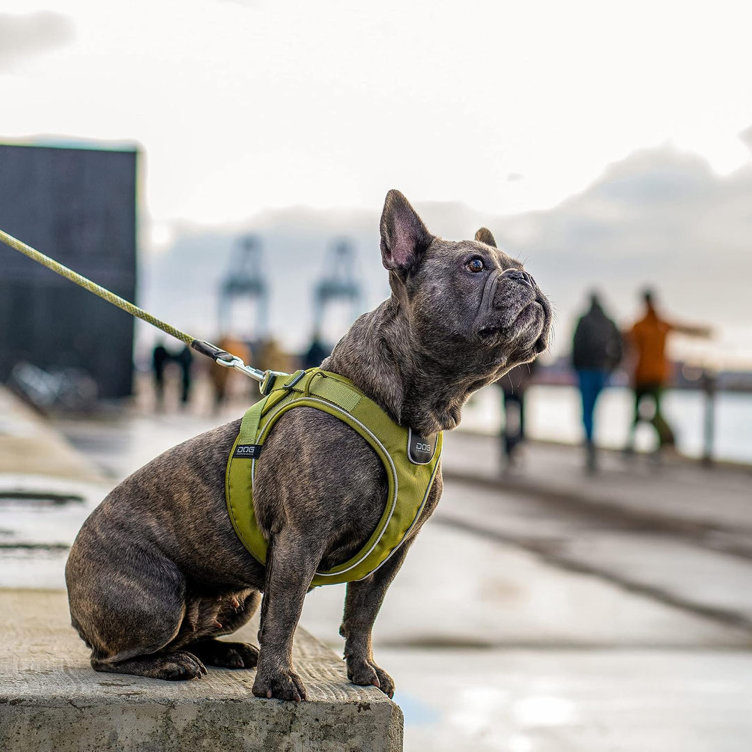 DOG Copenhagen Comfort Walk Go Hundegeschirr, Purple Passion (Lila), Grösse M Purple Passion | Lila
