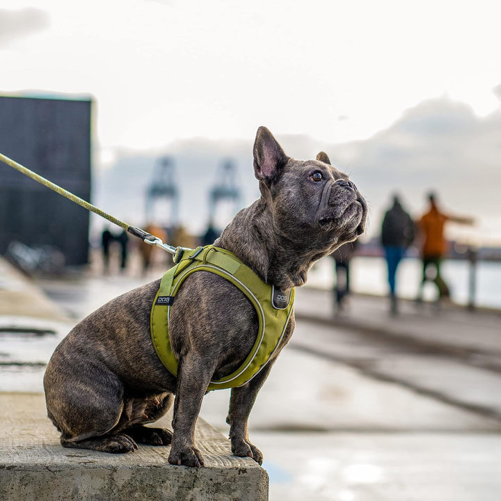 DOG Copenhagen Comfort Walk Go Hundegeschirr, Purple Passion (Lila), Grösse M Purple Passion | Lila