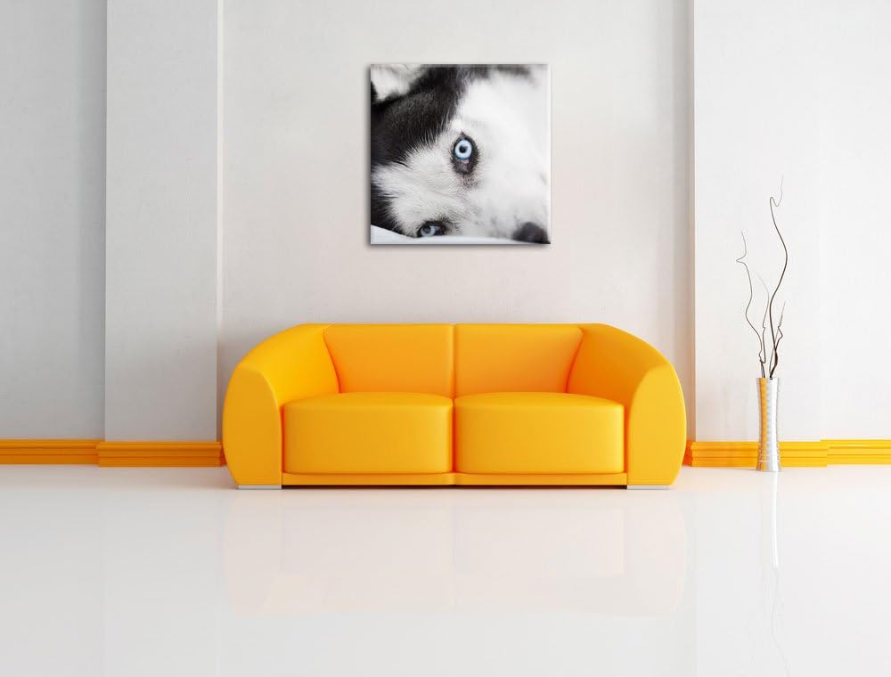 Pixxprint Husky mit Eisblauen Augen im Bett, Format: 70x70 auf Leinwand, 70x70