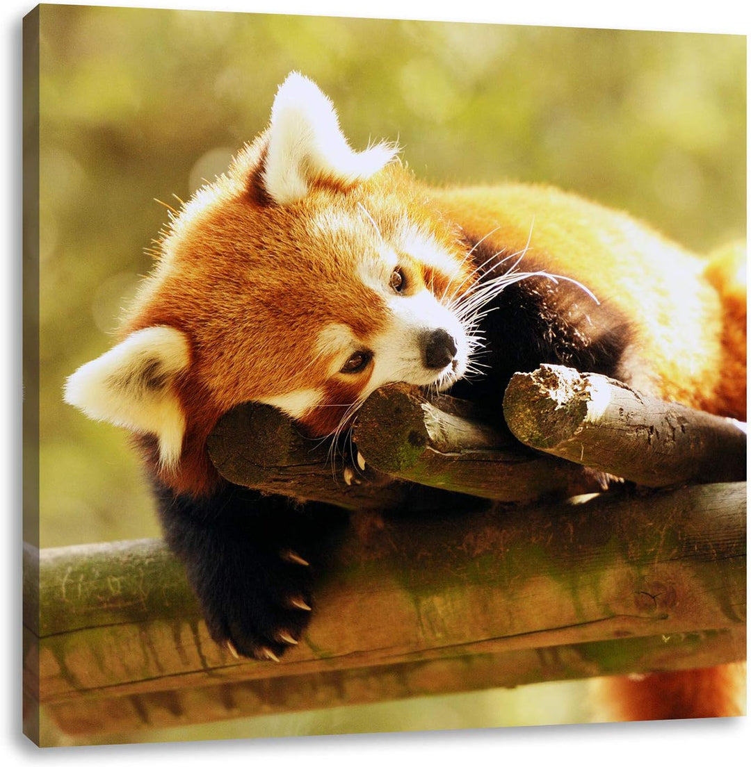 Kleiner Panda träumt, Format: 70x70 auf Leinwand, XXL riesige Bilder fertig gerahmt mit Keilrahmen,