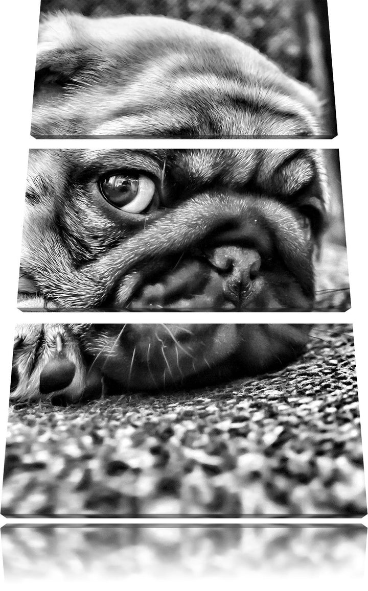 Pixxprint Süsser Mops auf Teppich als Leinwandbild/Grösse: 3 Teilig (120x80 cm) cm/Wandbild/Kunstdru