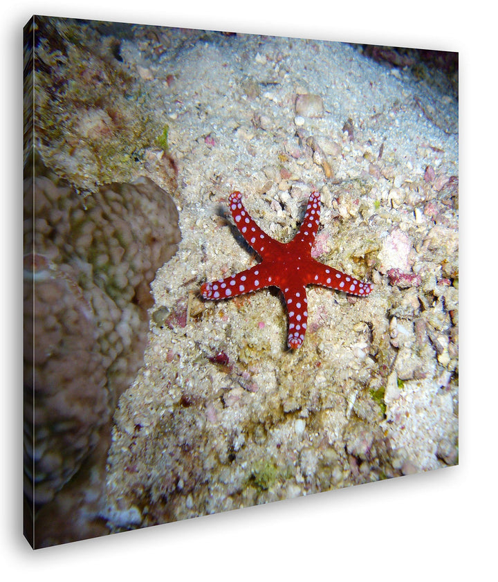 deyoli Atemberaubender Seestern Format: 60x60 als Leinwandbild, Motiv fertig gerahmt auf Echtholzrah