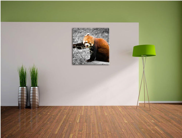 Pixxprint Niedlicher roter Panda als Leinwandbild Quadratisch| Grösse: 70x70 | Wandbild| Kunstdruck