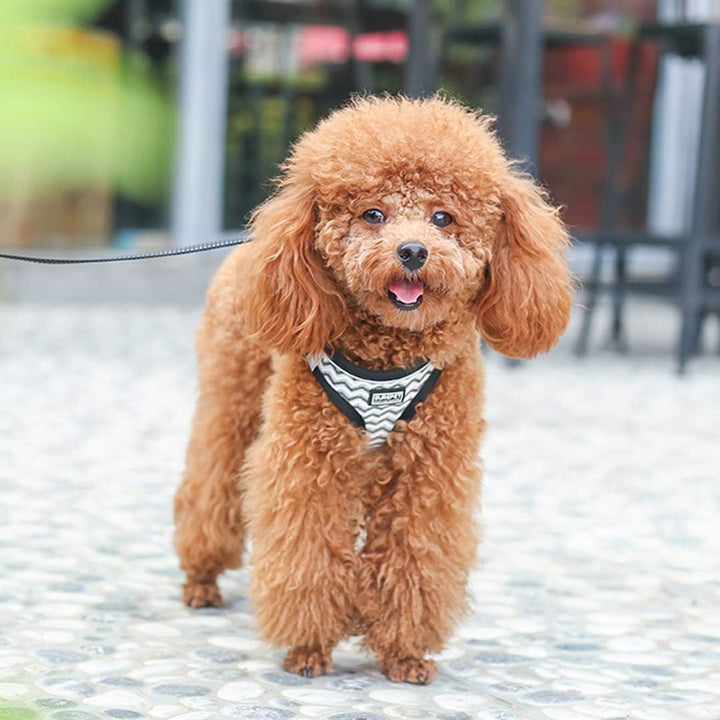 Hundegeschirr mit Leine Anti Zug Geschirr Reflektierend Brustgeschirr für Kleine Hunde, Haustiere, W
