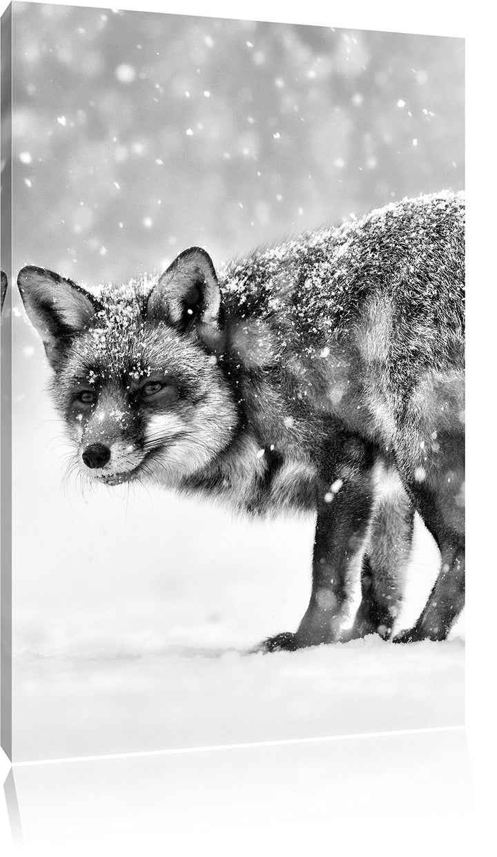 Pixxprint Monocrome, Roter Fuchs im Schneegestöber, Format: 100x70 auf Leinwand, 100x70