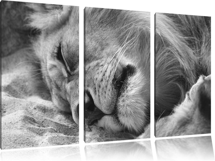 Pixxprint schlafender Löwe Kunst B&W als Leinwandbild/Grösse: 3 Teilig (120x80 cm) cm/Wandbild/Kunst