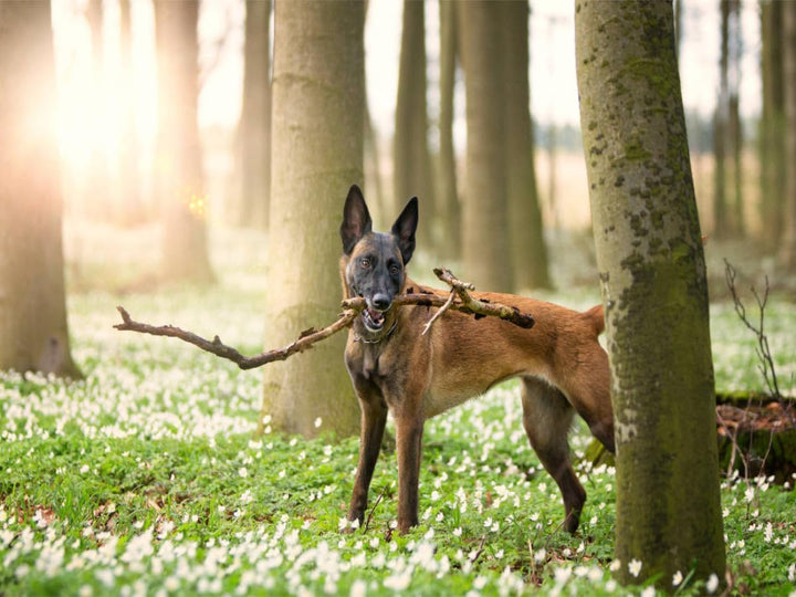 CALVENDO Puzzle Malinois - Belgische Energiebündel 1000 Teile Lege-Grösse 64 x 48 cm Foto-Puzzle Bil