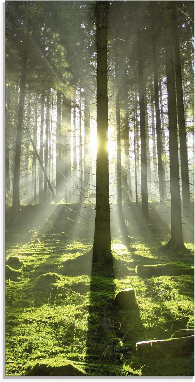 Glasbilder Wandbild Glas Bild einteilig 30x60 cm Hochformat Natur Wald Landschaft Sonne Bäume Moos F