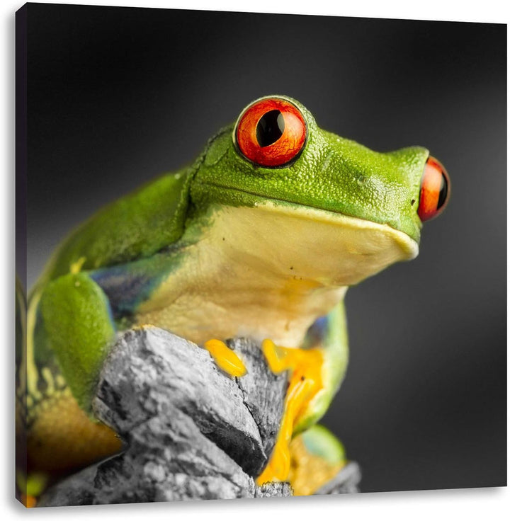 Pixxprint schöner Rotaugen Frosch als Leinwandbild/Grösse: 70x70 cm/Wandbild/Kunstdruck/fertig bespa