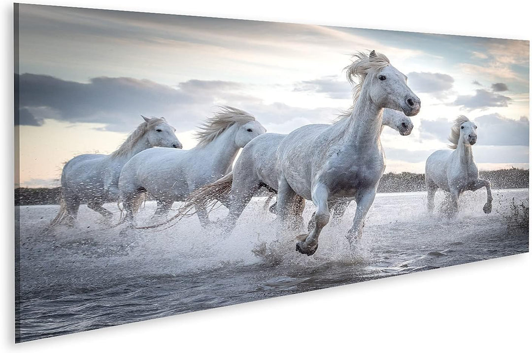 islandburner Bild auf Leinwand Weisse Pferde Camargue Frankreich Herde Im Wasser Bilder Wandbilder P