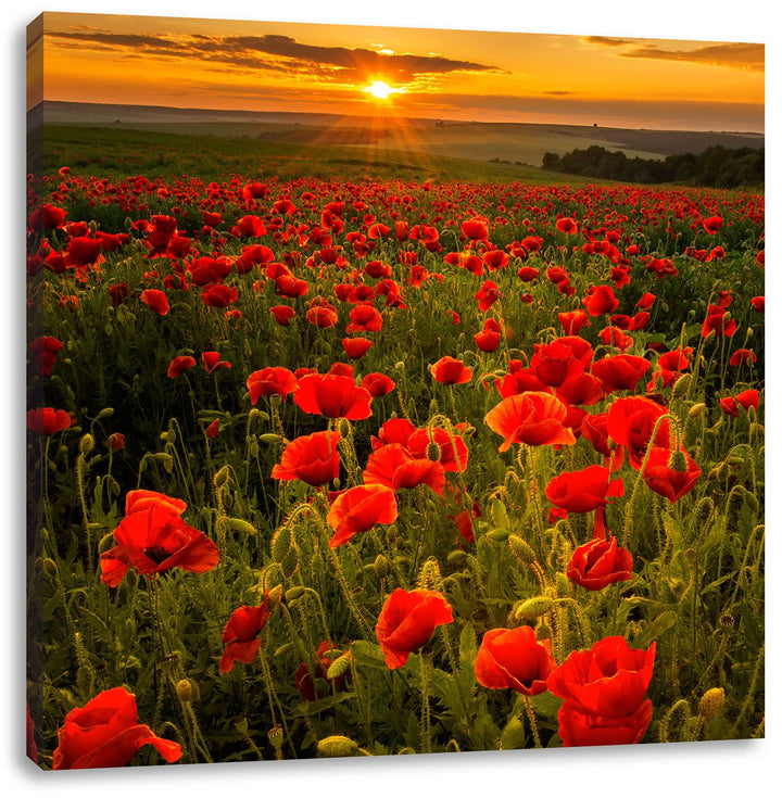 Pixxprint Mohnwiese im Sonnenuntergang als Leinwandbild/Grösse: 70x70 cm/Wandbild/Kunstdruck/fertig