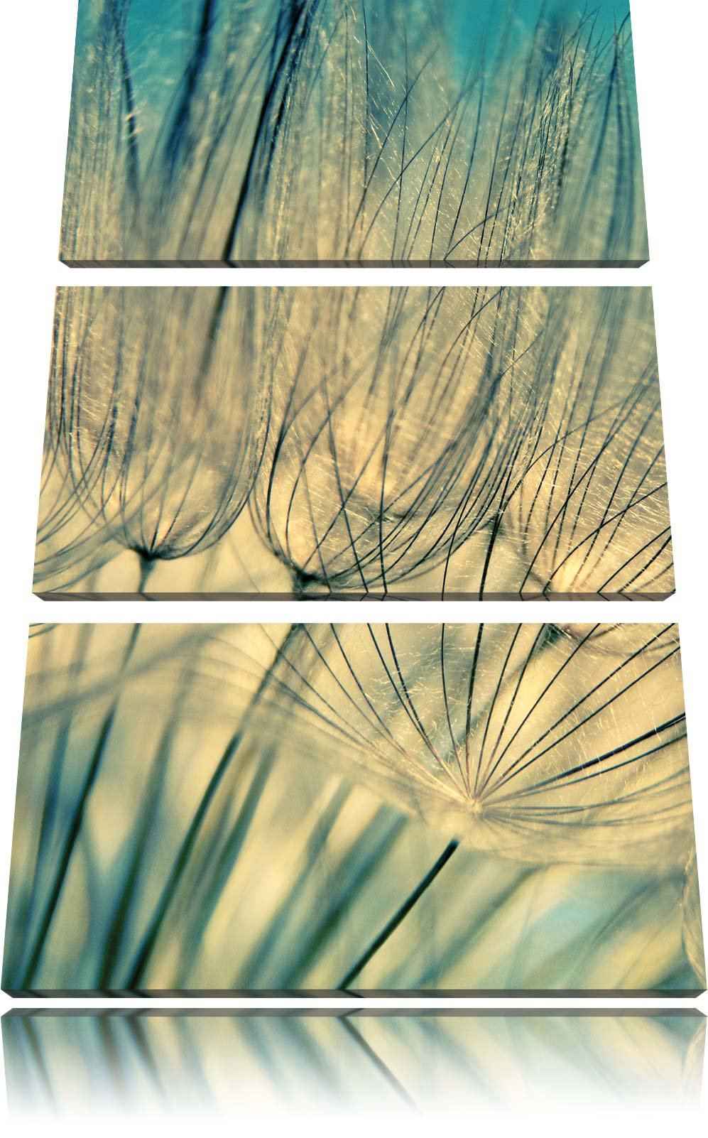 Pixxprint Pusteblumen 3-Teiler Leinwandbild 120x80 Bild auf Leinwand