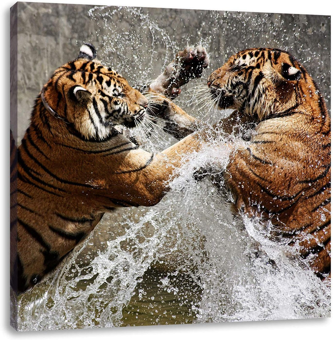 Kämpfende Tiger im Wasser, Format: 70x70 auf Leinwand, XXL riesige Bilder fertig gerahmt mit Keilrah
